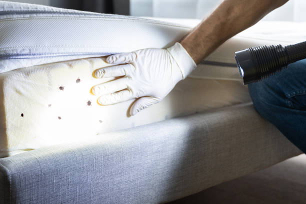 Best Termite Control Services  in Chester Gap, VA