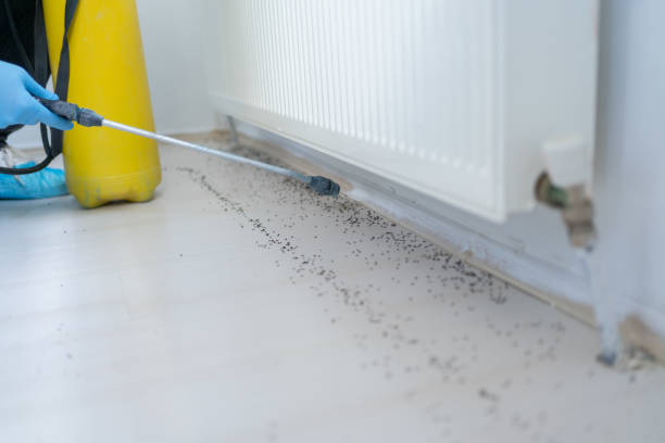 Best Pest Removal Services  in Chester Gap, VA
